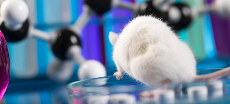 Unikatowe myszy pomogą naukowcom zrozumieć tempo rozwoju nowotworów