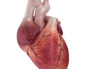 Model serca 3D wykorzystano podczas operacji...