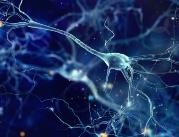 Neuronaukowcy identyfikują małą cząsteczkę, która...